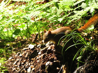 Red Squirrel in the Forest