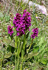 Naklejka premium bella fioritura di un'orchidea di montagna (Dactylorhiza majalis)