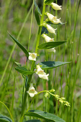 fiori campanulati di Digitalis lutea