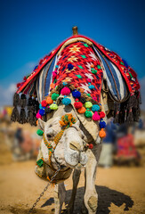 Cairo camel decorated in red, orange and blue, awaits a rider at Giza