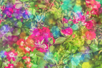 Blossom flowers bokeh- background header rose. Selective focus- soft lights pattern. Abstract defocused nature