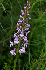sommità fiorita di una piccola orchidea di bosco (Gymnadenia conopsea))
