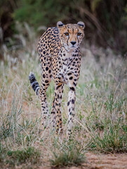 Cheetah in Kenya, desperately looking for food