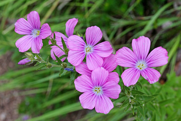 i fiori rosa del lino viscoso (Linum viscosum)