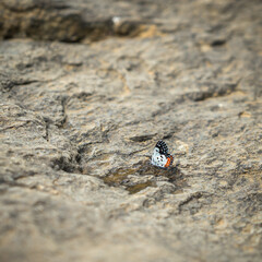 close-up of a colorful butterfly on a stone. Sri Lanka. Square format
