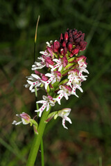 sommità fiorita di una piccola orchidea spontanea (Neotinea ustulata)i)