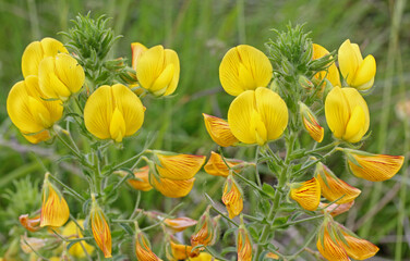gialla fioritura vivace di Ononis natrix