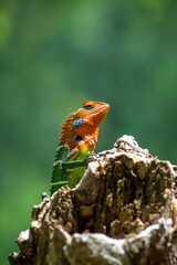 Close-up of an isolated orange and green lizard on a tree stump. Ella, Sri Lanka. blurred jungle in the background