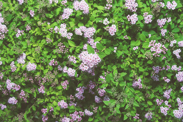 Japanese spirea. Background from blooming flowers and green leaves.