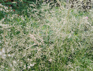 fluffy grass in the garden