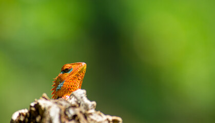Close-up of an isolated orange and green lizard on a tree stump. Ella, Sri Lanka. blurred jungle in...
