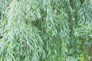 Hanging branches of weeping willow
