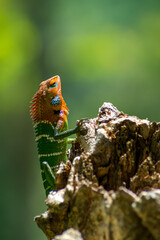 Close-up of an isolated orange and green lizard on a tree stump. Ella, Sri Lanka. blurred jungle in the background