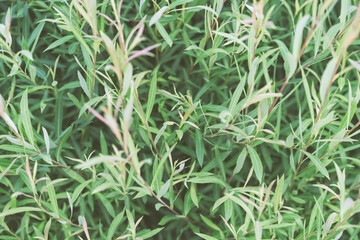 close up of a green grass