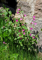 fiori rosa di Silene dioica