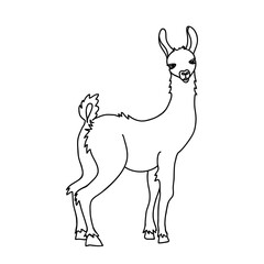 Llama vector illustration. Hand drawn Peruvian animal, black and white doodle. Cute llama looking over the shoulder, for tattoo design.