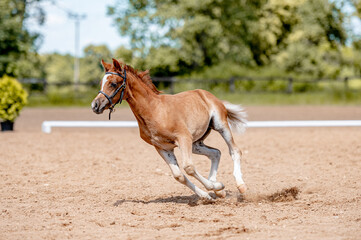 Obraz na płótnie Canvas Cute little foal of pony on horse show.