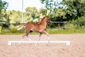 Cute little foal of pony on horse show.