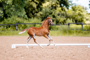 Cute little foal of pony on horse show.