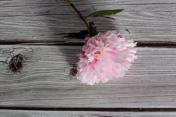 Pink peony flower in bloom with many petals close up still isolated on a grey wooden background