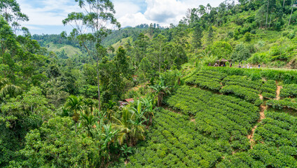 Fototapeta na wymiar Beautiful green tea plantation in Ella, sri lanka.