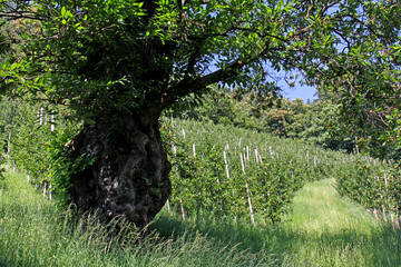 un antico castagno monumentale sorveglia i meli presso Marlengo (Bolzano)