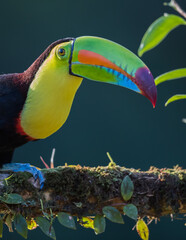 Extreme close up of the colorful keel-billed toucan