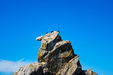 Birds resting on top of a rock in the Oaxaca sea, birds in the chasm of a rock formation.