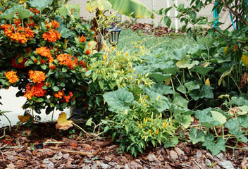 capsicum annuum in a garden