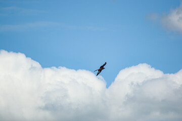 Adler