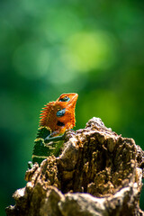 Close-up of an isolated orange and green lizard on a tree. Ella, Sri Lanka. beautiful green bokeh...