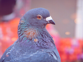 close up of a pigeon