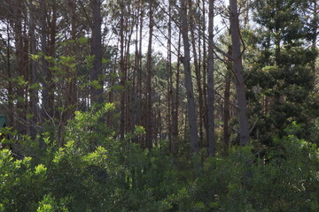Spring morning in a pine grove