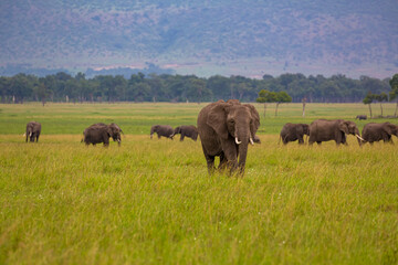 Landscape of herd of African elephants