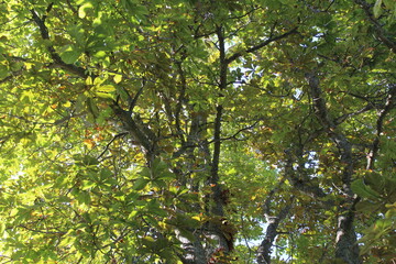 Late summer sunlight through leaves on tree branches in the afternoon