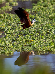Large feet allow the African Jacana to walk on top of the water