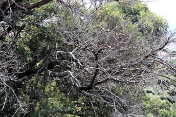 Un árbol con ramas secas 