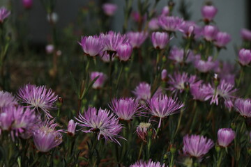 Ice Plant specimen - Carpobrotus edulis