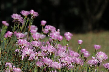 Obraz premium Ice Plant specimen - Carpobrotus edulis