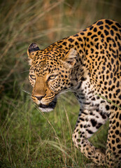 Naklejka na ściany i meble Leopard stalking prey in Kenya