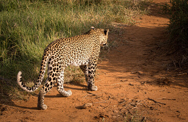 Fototapeta na wymiar Leopard in Kenya walking away