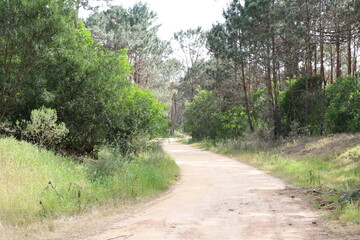 Fototapeta na wymiar Typical dirt road in the interior of Uruguay