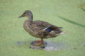 A duck in the Pond