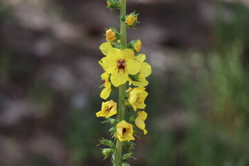 Example of twiggy mullein - verbascum virgatum