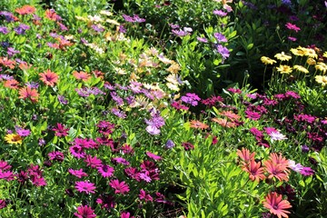 Colorful flowers blooming in mid summer garden