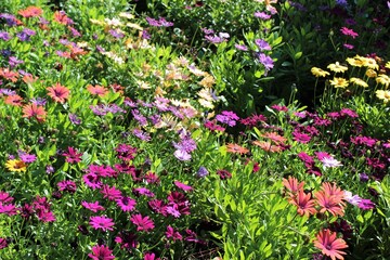 Obraz premium Colorful flowers blooming in mid summer garden