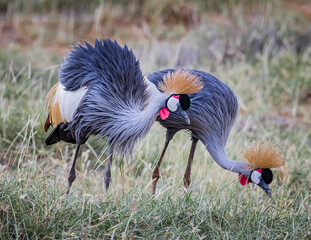 Fototapeta premium Pair of African Crown Cranes with bright orange headdresses, walk through grasses in Kenya