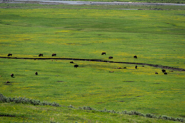 Bison on Lamar Valley Meadows Near Lamar River, Yellowstone National Park