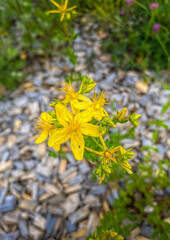 yellow flowers in the garden