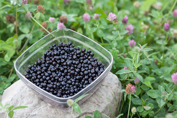 blueberries in a plate against the background of green grass